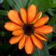 Image for article titled The First Flower Grown in Space is an Edible Orange Zinnia